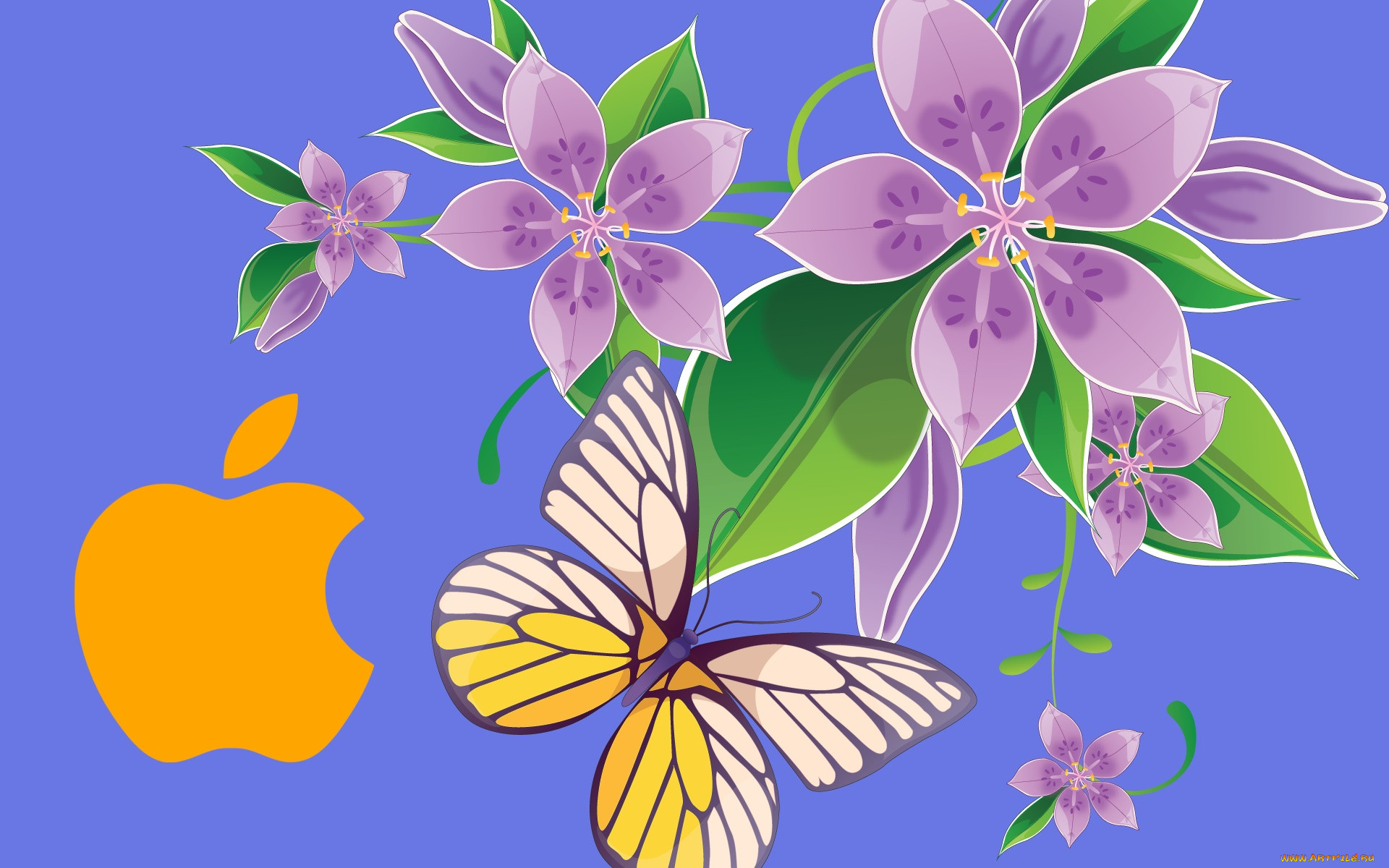 , apple, , 